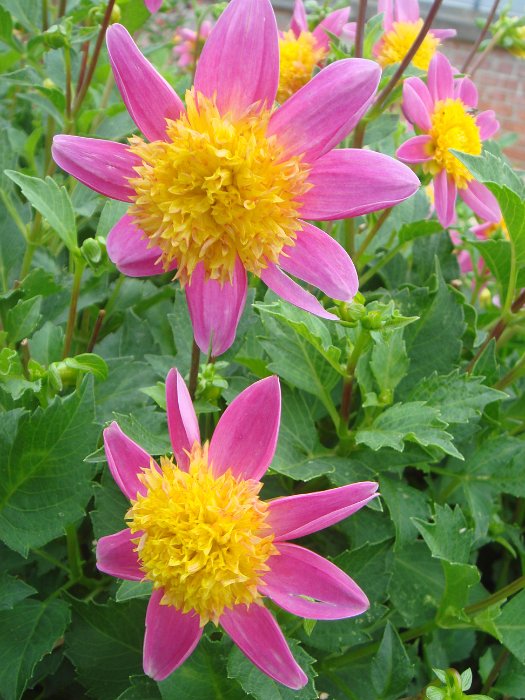 Dahlia x 'Funambule' fleur